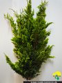 Chamaecyparis obtusa Ogonhiba